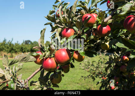 USA, Wisconsin, Door County, Apfelgarten mit reifen Früchten Stockfoto