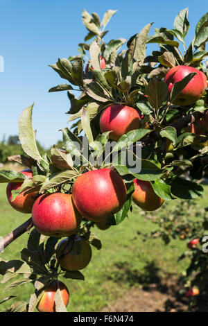 USA, Wisconsin, Door County, Apfelgarten mit reifen Früchten Stockfoto