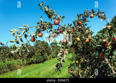 USA, Wisconsin, Door County, Apfelgarten mit reifen Früchten Stockfoto