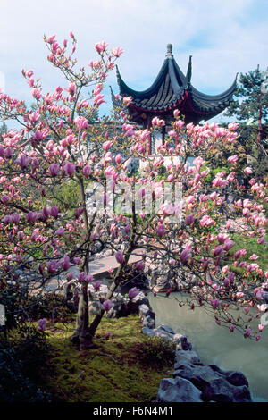 Dr. Sun Yat-Sen Classical Chinese Garden in Chinatown, Vancouver, BC, Britisch-Kolumbien, Kanada - chinesische Pagode & Magnolie Stockfoto