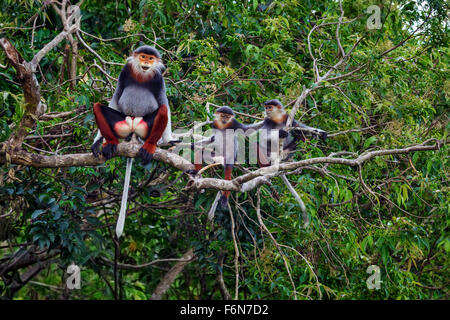 Erwachsene männliche Red Schaft-Douc in den Baumkronen im Son Tra Naturreservat in Vietnam eine Baby-/Kinderbetreuung Stockfoto