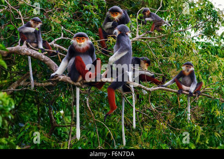 Rot-Schaft-Douc Familiengruppe Fütterung in den Baumkronen im Son Tra Naturreservat in Vietnam Stockfoto