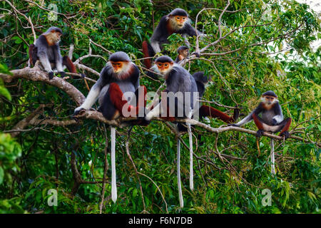 Rot-Schaft-Douc Familiengruppe Fütterung in den Baumkronen im Son Tra Naturreservat in Vietnam Stockfoto