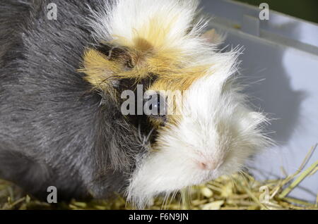 Meerschweinchen Namen Christie Stockfoto