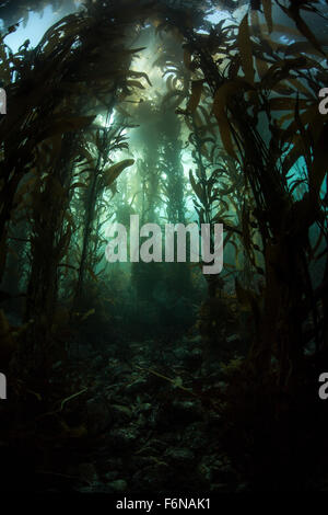 Giant Kelp (Macrocystis Pyrifera) wächst vor der Küste von Kalifornien. Seetangwälder, die in gemäßigten Gebieten weltweit, Prov wachsen Stockfoto