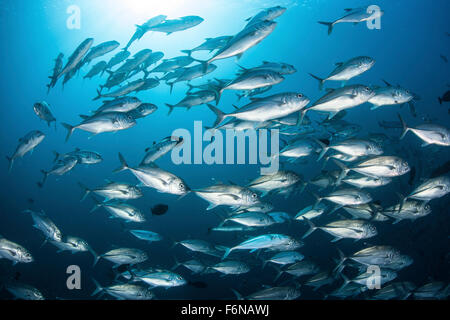 Eine Schule großes Auge Buben (Caranx Sexfasciatus) über ein Korallenriff auf den Salomonen. Diese Region ist bekannt für seine gesunden Stockfoto