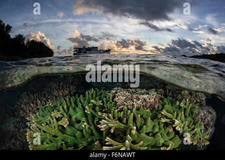 Riff-Gebäude Korallen gedeihen auf einem gesunden Riff auf den Salomonen. Dieser Teil von Melanesien ist bekannt für seine hohe marine biodiv Stockfoto