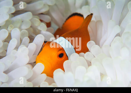 Ein falscher Clownfisch (Amphiprion Ocellaris) kuschelt sich unter seinen Wirt Tentakeln an einem Riff in Lembeh Strait, Indonesien. Stockfoto