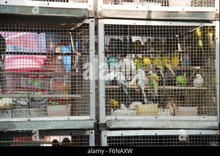 Das Bild der Tierhandlung aufgenommen in Crawford Market, Mumbai, Indien Stockfoto