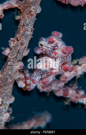 Pygmäen-Seepferdchen (Hippocampus Bargibanti) imitiert seinen Wirt Gorgonien auf einem Riff in Lembeh Strait, Indonesien. Dieses Gebiet ist fo bekannt. Stockfoto