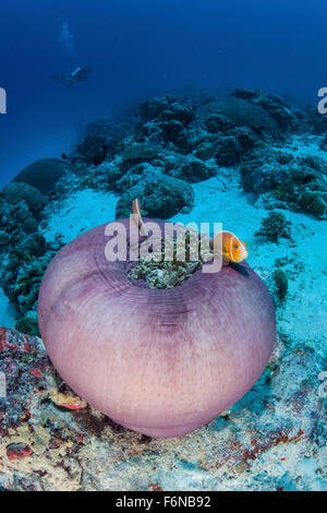 Rosa Anemonenfische (Amphiprion Perideraion) schwimmen in der Nähe ihrer Host-Anemone an einem Riff in Palau. Stockfoto