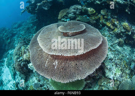 Eine große Tischkoralle (Acropora SP.) wächst an einem Riff in Raja Ampat, Indonesien. Tischkorallen wachsen ähnlich wie die Haube eines Baumes ein Stockfoto