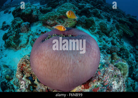 Rosa Anemonenfische (Amphiprion Perideraion) schwimmen in der Nähe ihrer Host-Anemone an einem Riff in Palau. Stockfoto