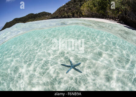 Ein blauen Seestern (Linckia Laevigata) liegt auf dem sandigen Meeresboden von Raja Ampat, Indonesien. Dieser entlegenen Gegend nennt man die hören Stockfoto