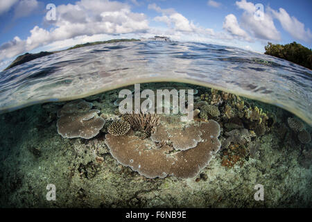 Ein gesundes Korallenriff wächst auf den Salomonen, Melanesien. Diese Region im östlichen Teil des Coral Triangle, birgt sp Stockfoto