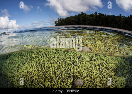 Ein gesundes Korallenriff wächst auf den Salomonen, Melanesien. Diese Region im östlichen Teil des Coral Triangle, birgt sp Stockfoto