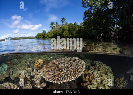 Ein gesundes Korallenriff wächst auf den Salomonen, Melanesien. Diese Region im östlichen Teil des Coral Triangle, birgt sp Stockfoto