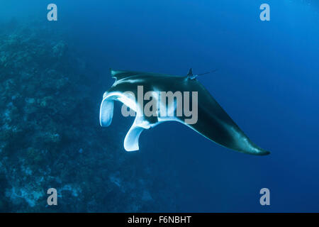 Ein Riff Mantarochen (Manta Alfredi) schwimmt vorbei an einem Korallenriff auf den Salomonen. Dieser Region im östlichen Teil des Coral T Stockfoto