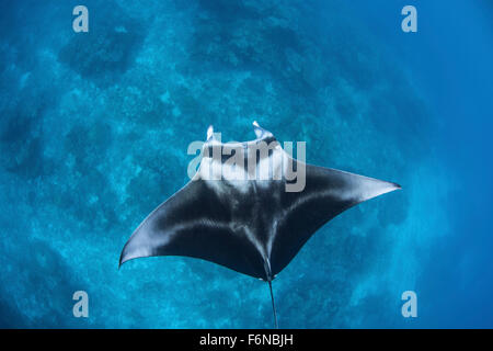 Ein großes Riff Mantarochen (Manta Alfredi) schwimmt durch klares Wasser in Raja Ampat, Indonesien. Diese schöne Region ist bekannt als die Stockfoto