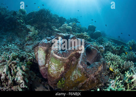 Eine Riesenmuschel (Tridacna Gigas) wächst an einem Riff in Raja Ampat, Indonesien. Dies ist die größte Art der Muscheln in der Welt. Stockfoto