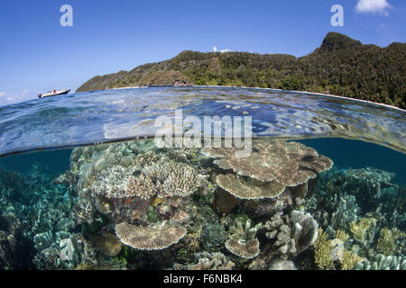 Einem schönen Korallenriff wächst in der Nähe eine Reihe von Kalksteininseln in Raja Ampat, Indonesien. Dieser abgelegenen, äquatorialen Region bekannt ist eine Stockfoto