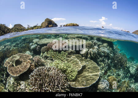 Einem schönen Korallenriff wächst in der Nähe eine Reihe von Kalksteininseln in Raja Ampat, Indonesien. Dieser abgelegenen, äquatorialen Region bekannt ist eine Stockfoto