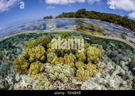 Weichkorallen wachsen auf ein flaches Riff flach auf den Rand des Palaus Barrier Reef. Dieses mikronesischen Reiseziel ist beliebt bei scuba Stockfoto