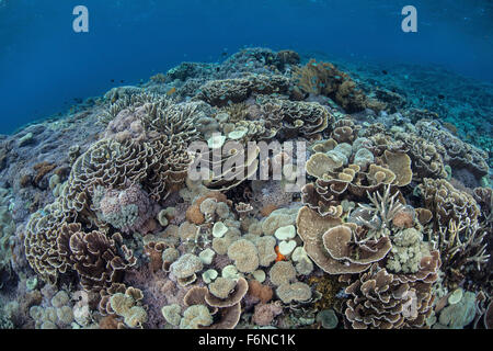 Korallen konkurrieren um Raum auf ein Riff im Nationalpark Komodo, Indonesien zu wachsen. Dieser Teil des Coral Triangle ist bekannt für seine Stockfoto