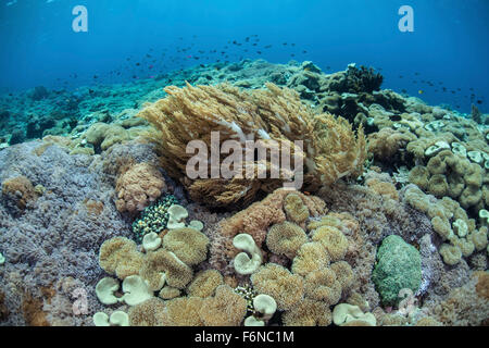 Korallen konkurrieren um Raum auf ein Riff im Nationalpark Komodo, Indonesien zu wachsen. Dieser Teil des Coral Triangle ist bekannt für seine Stockfoto