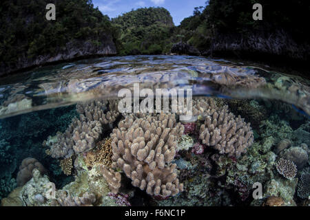 Eine Reihe von Weichkorallen wächst in den seichten Gewässern der Raja Ampat, Indonesien. Diese schöne Region ist bekannt für seine spektakulären re Stockfoto