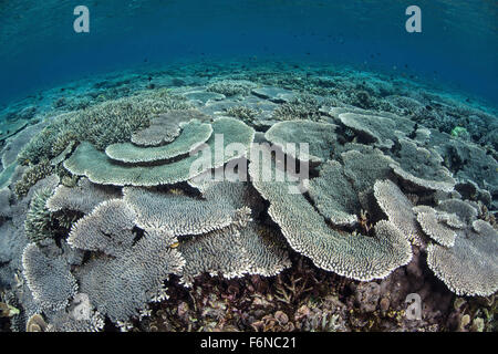 Empfindliche Korallen wachsen in extrem flachem Wasser im Nationalpark Komodo, Indonesien. Dieser Teil des Coral Triangle ist bekannt für Stockfoto