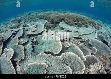 Empfindliche Korallen wachsen in extrem flachem Wasser im Nationalpark Komodo, Indonesien. Dieser Teil des Coral Triangle ist bekannt für Stockfoto