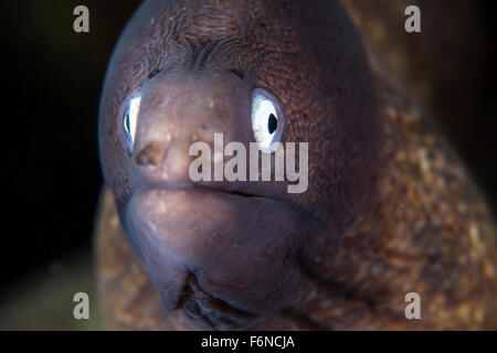 Ein Schlangenaale Muräne (Gymnothorax Thyrsoideus) lebt auf einem Korallenriff in Indonesien. Stockfoto