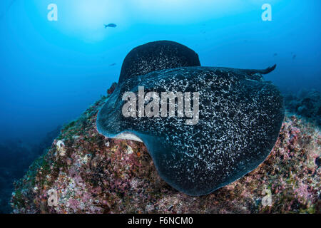 Eine große schwarze blotched Stingray (Taeniurops Meyeni) schwimmt über dem felsigen Meeresboden in der Nähe von Cocos Island, Costa Rica. Diese Fernbedienung, Pa Stockfoto