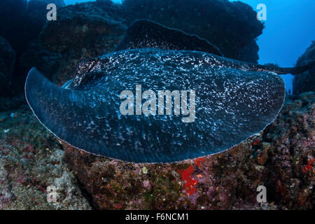 Eine große schwarze blotched Stingray (Taeniurops Meyeni) schwimmt über dem felsigen Meeresboden in der Nähe von Cocos Island, Costa Rica. Diese Fernbedienung, Pa Stockfoto