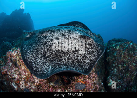 Eine große schwarze blotched Stingray (Taeniurops Meyeni) schwimmt über dem felsigen Meeresboden in der Nähe von Cocos Island, Costa Rica. Diese Fernbedienung, Pa Stockfoto