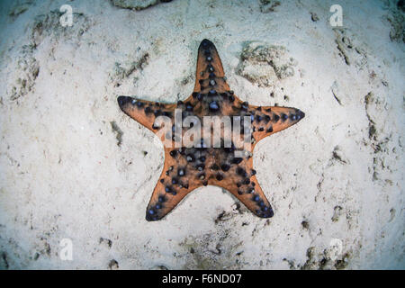 Eine bunte Schokoladenkekse Seestern (Protoreaster Nodosus) liegt auf dem sandigen Meeresboden von Indonesien. Diese Art der Echinodermen ist Stockfoto