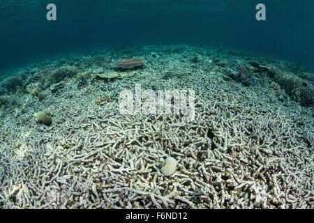 Ein Korallenriff ist in Indonesien zerstört worden. Die Ursache dieser Zerstörung, ist seien es natürliche oder anthropogene, unbekannt. Stockfoto