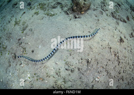 Eine beringte Seeschlange (Laticauda Colubrina) schwimmt über einen sandigen Meeresboden in Indonesien. Diese giftigen Reptilien ernährt sich von kleinen Riff fis Stockfoto