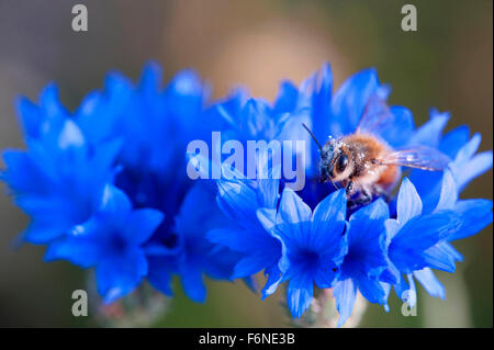 Junggesellenblume, Centaurea cyanus, Kornblume, Junggesellenknopf, Hummel, Honigbiene, Himachal Pradesh, Indien, Asien Stockfoto