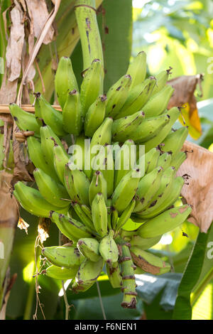 Nahaufnahme von Unreife Bananen auf dem Baum, Bali, Indonesien, Nusa Penida Stockfoto