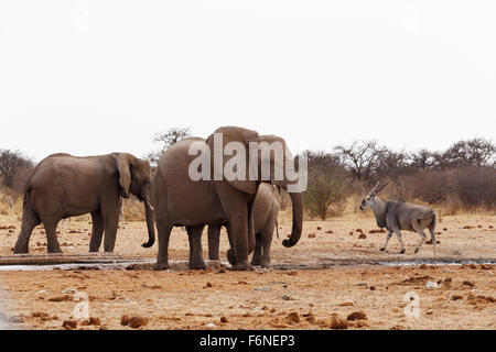 Afrikanische Elefanten an einer Wasserstelle. Etosha National Park, Ombika, Kunene, Namibia. Wahre Tierfotografie Stockfoto