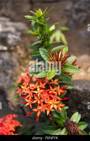 IXORA ist eine Gattung von Blütenpflanzen in der Familie der Rubiaceae. Bali, Indonesien, wilde Blume Stockfoto