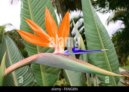 eine einzelne Paradiesvogel Blume im Garten Stockfoto