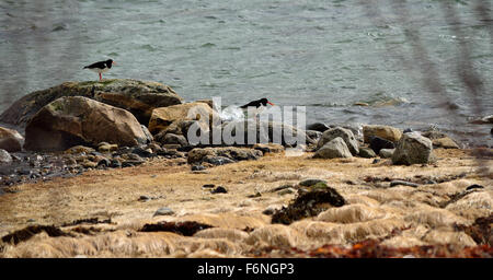 zwei schöne Austernfischer Vögel am Meer Ufer Rasen im Sommer Stockfoto