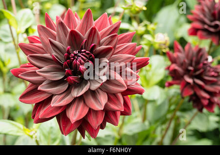 Altrosa rote Dahlie Sam Hopkins Blüte im September Stockfoto