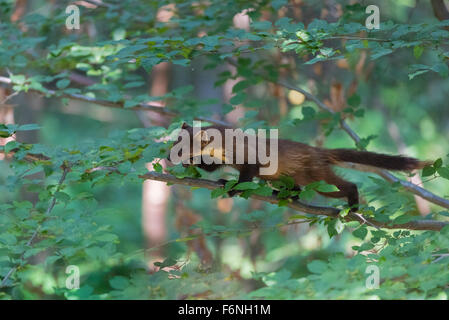 Baummarder, Martes Martes, europäischen Baummarder Stockfoto