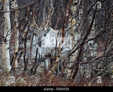 schöne arktische Geweih im Wald hautnah Stockfoto