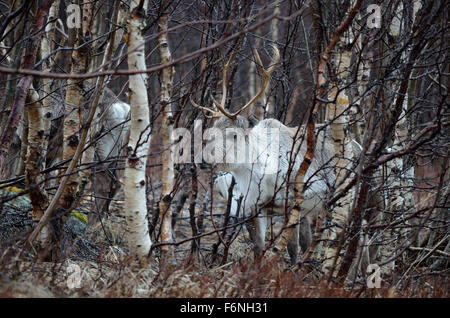 schöne arktische Geweih im Wald hautnah Stockfoto