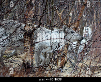 schöne arktische Geweih im Wald hautnah Stockfoto